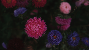 Lizzy Lloyd Client Banner